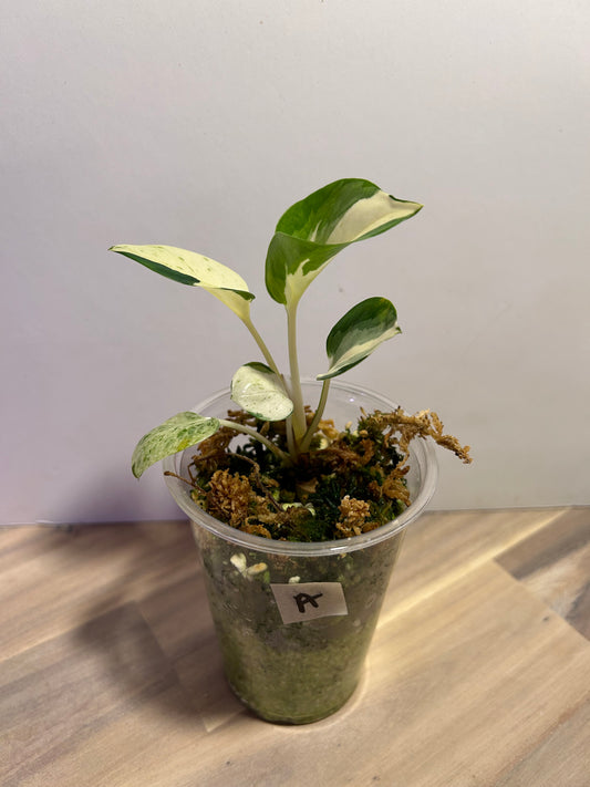 Manjula Pothos