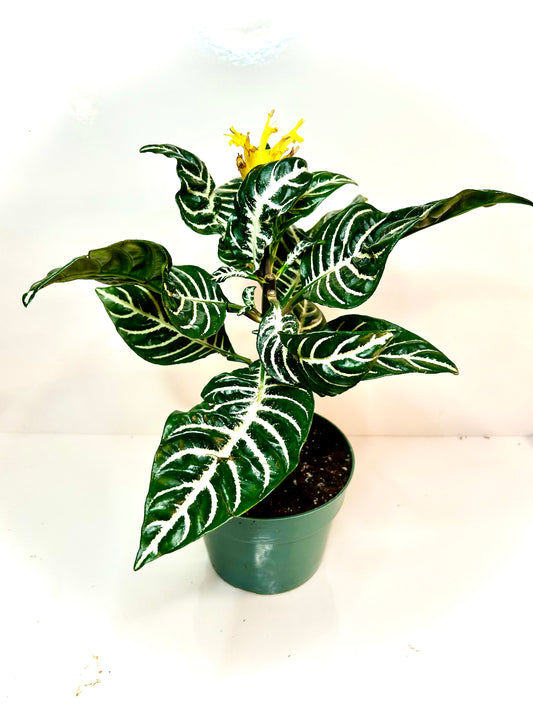 Aphelandra “Zebra Plant” 6"