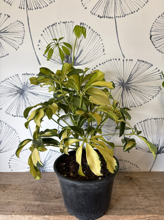 Schefflera arboricola «trinette» 6"