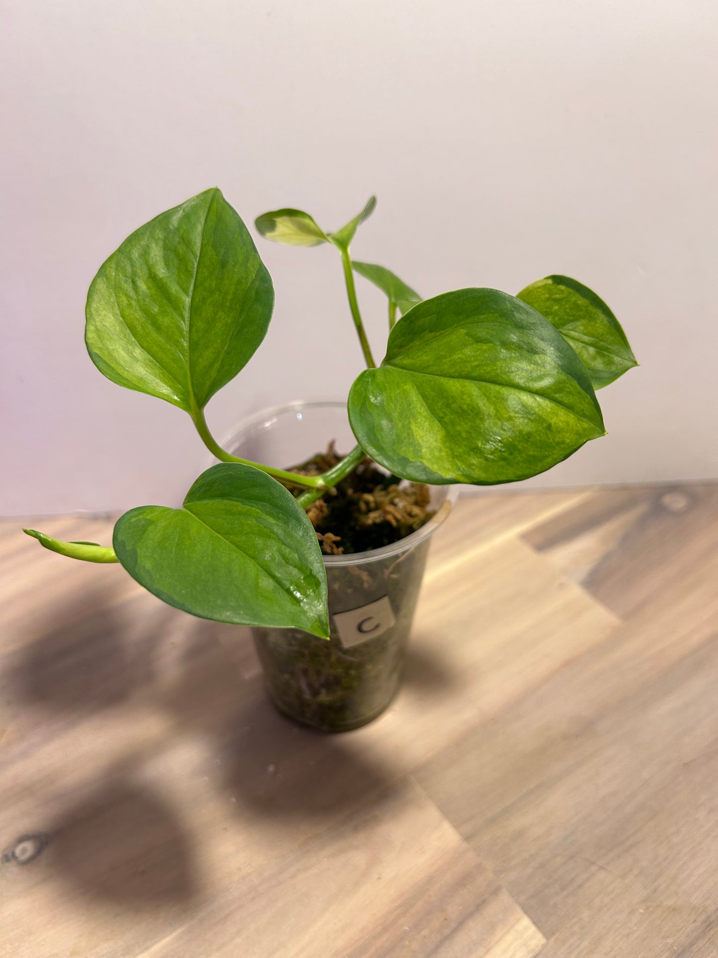 Pothos Manjula Aurea