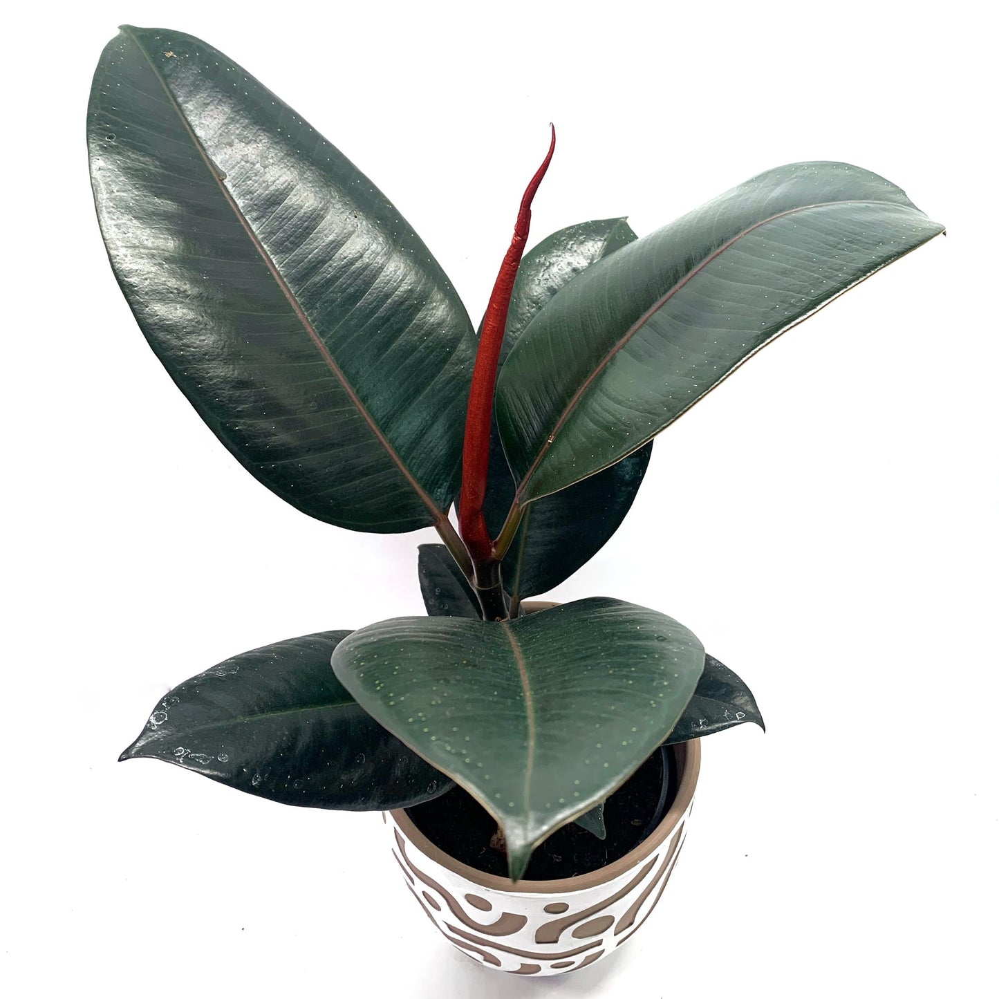 Ficus Elstics Burgundy