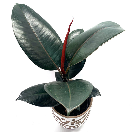 Ficus Elstics Burgundy