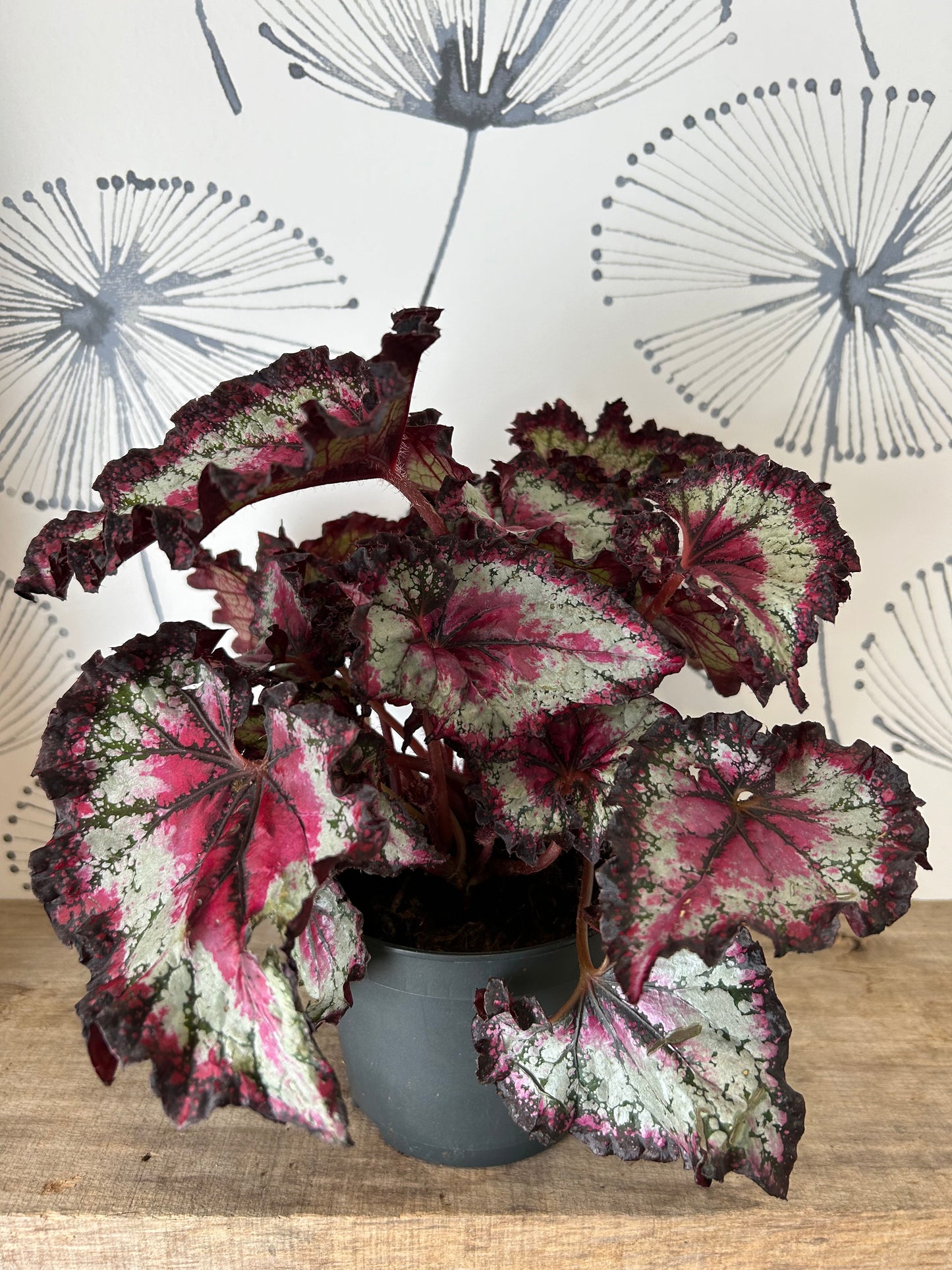 Begonia Rex 5"