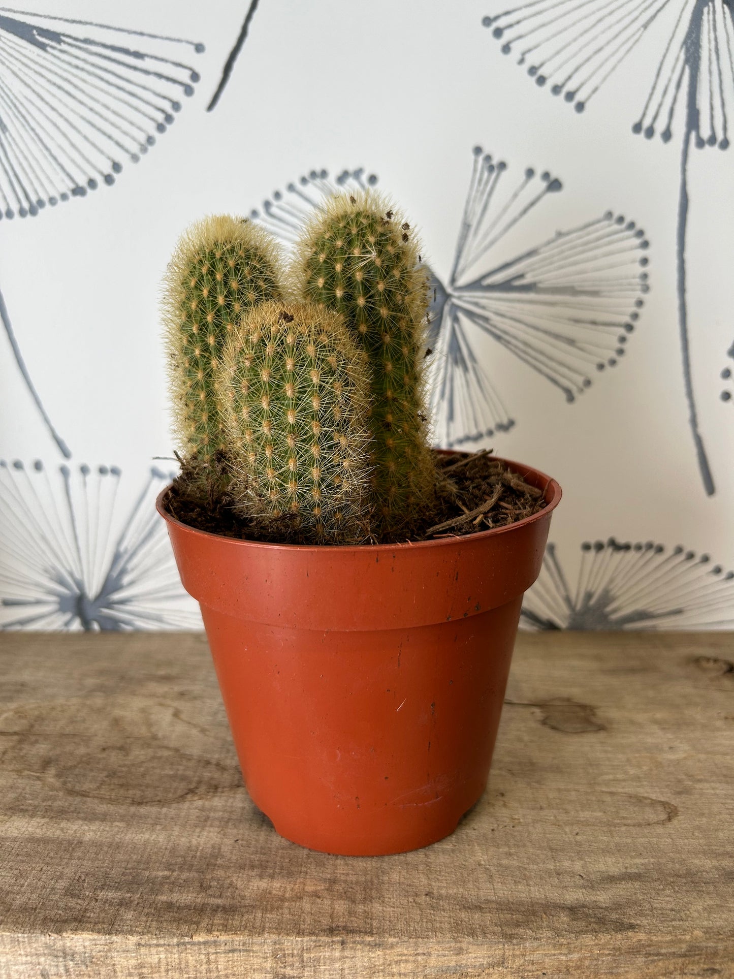 Cactus 5"