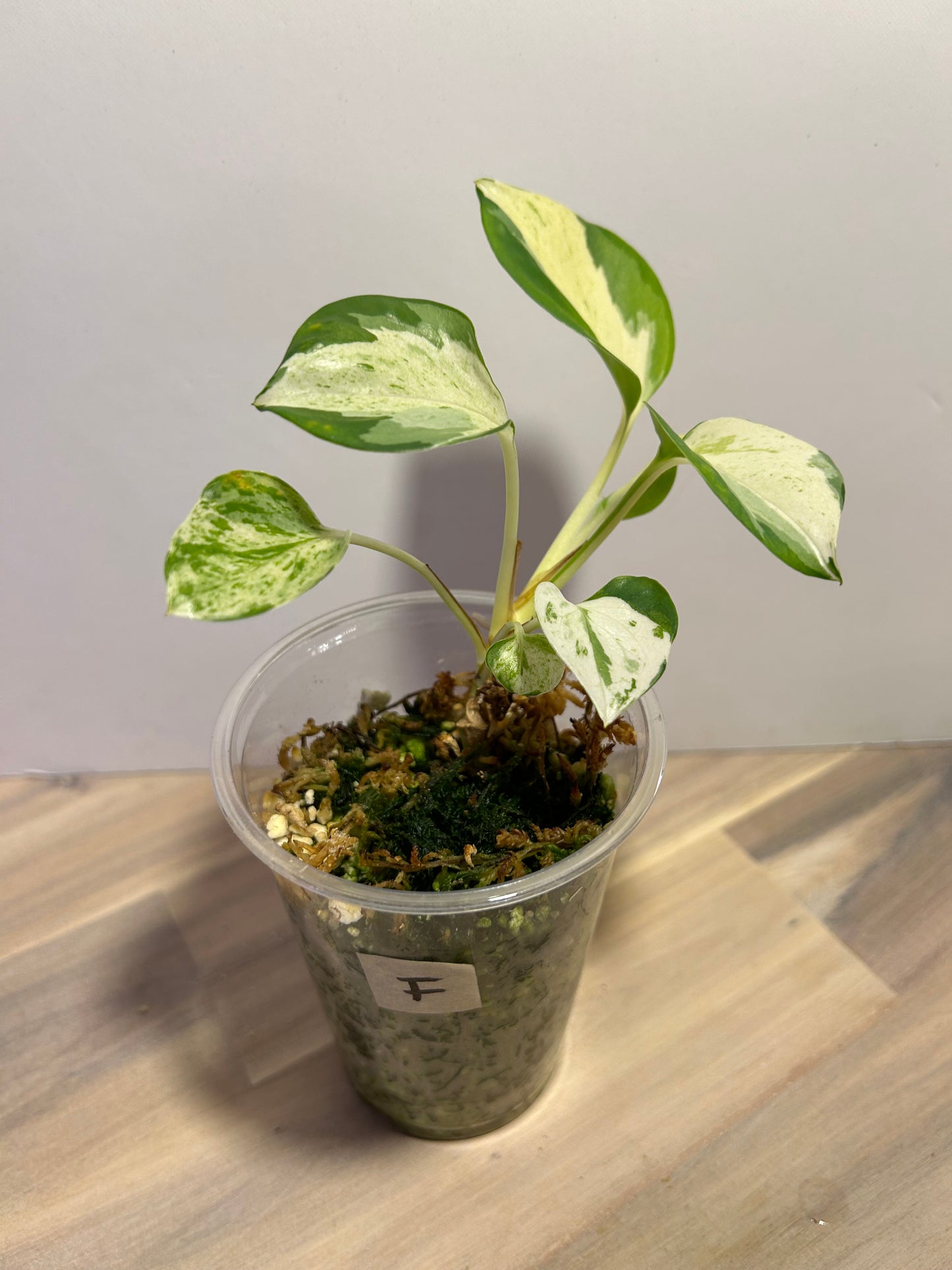 Manjula Pothos