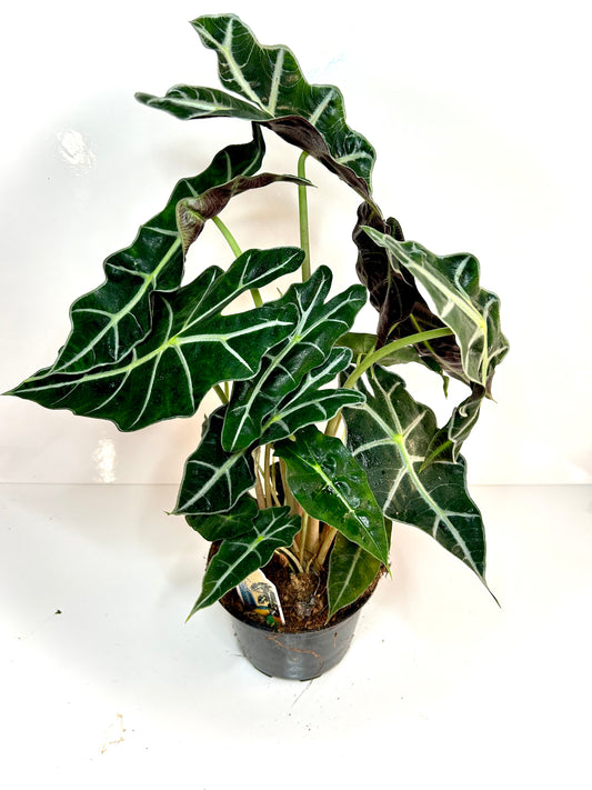 Alocasia Polly