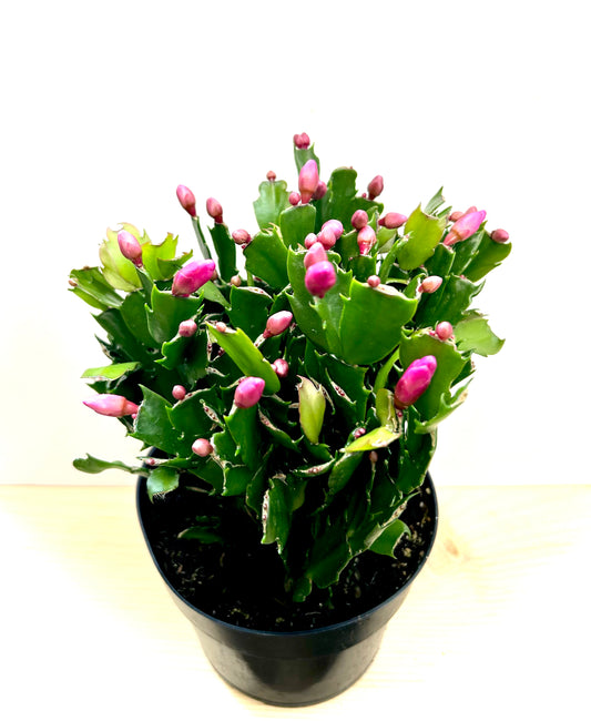 Zygocactus (Christmas cactus)