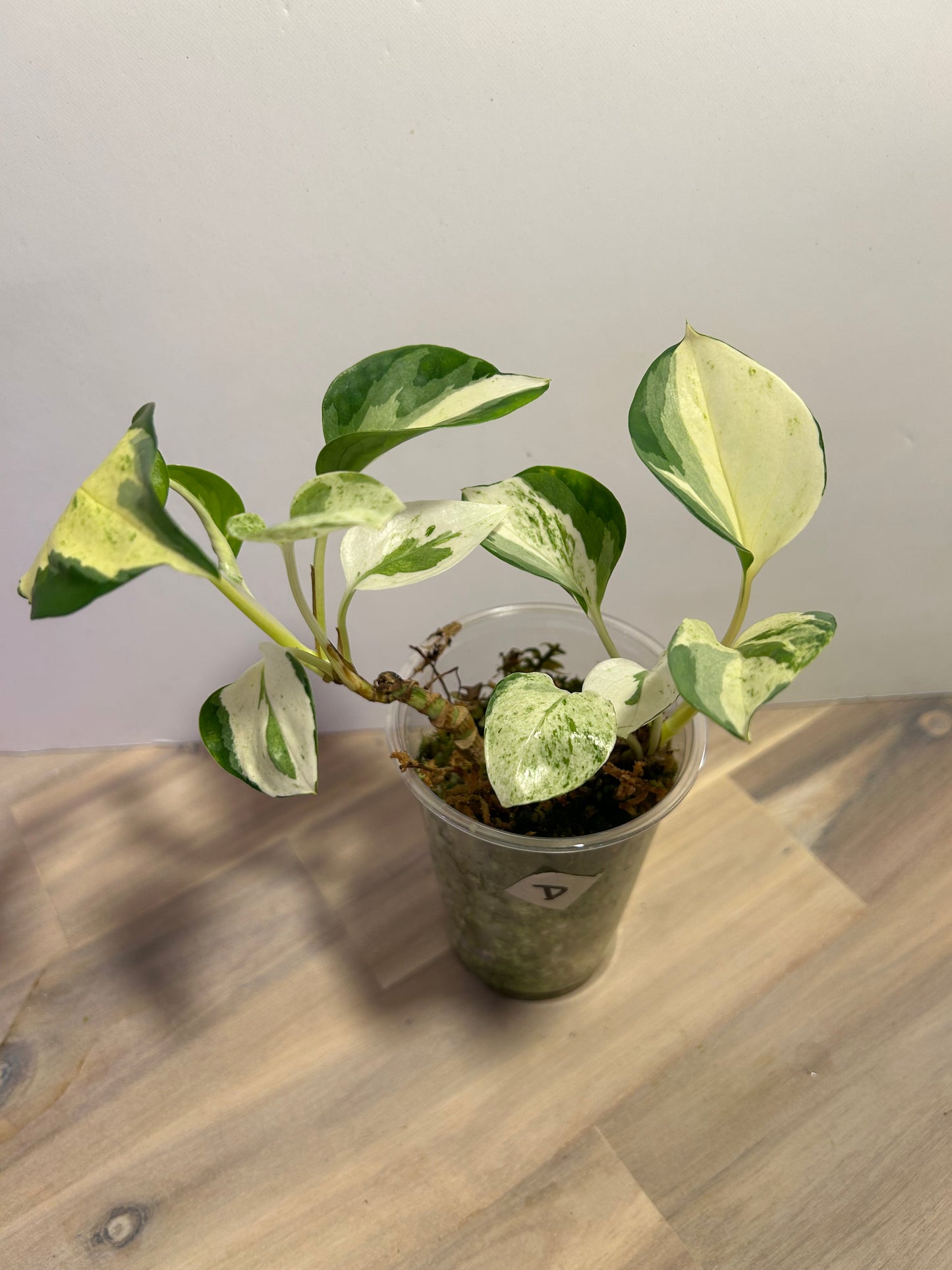 Manjula Pothos