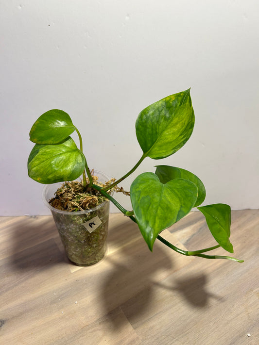 Pothos Manjula Aurea