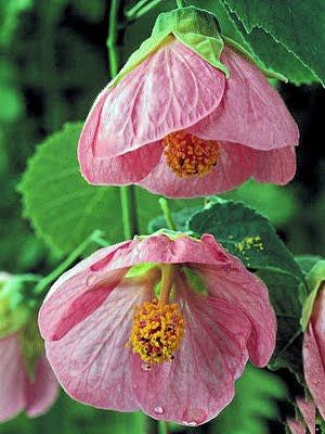 Abutilon Ø5"