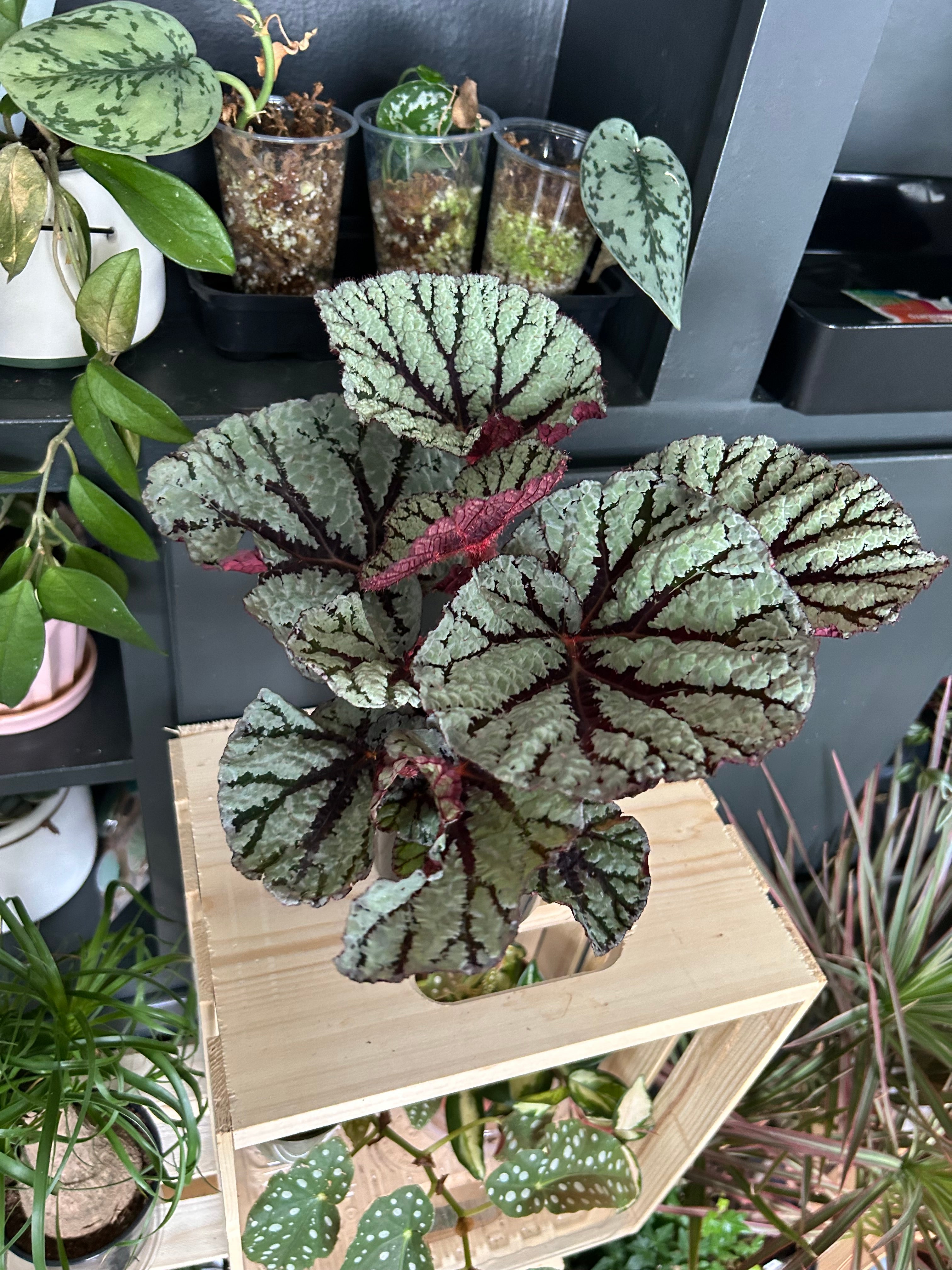 Begonia Pousse Begonia Rex 5