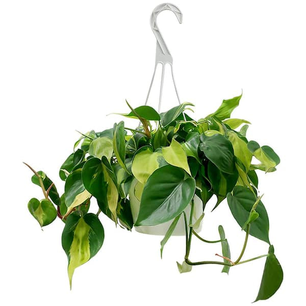 Philodendron Brazil HB (pre-commande)