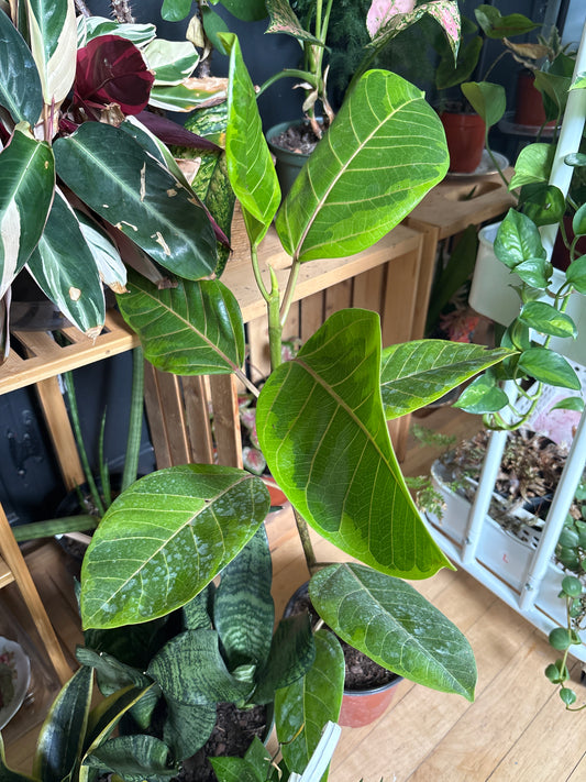 Ficus Altissima 6"