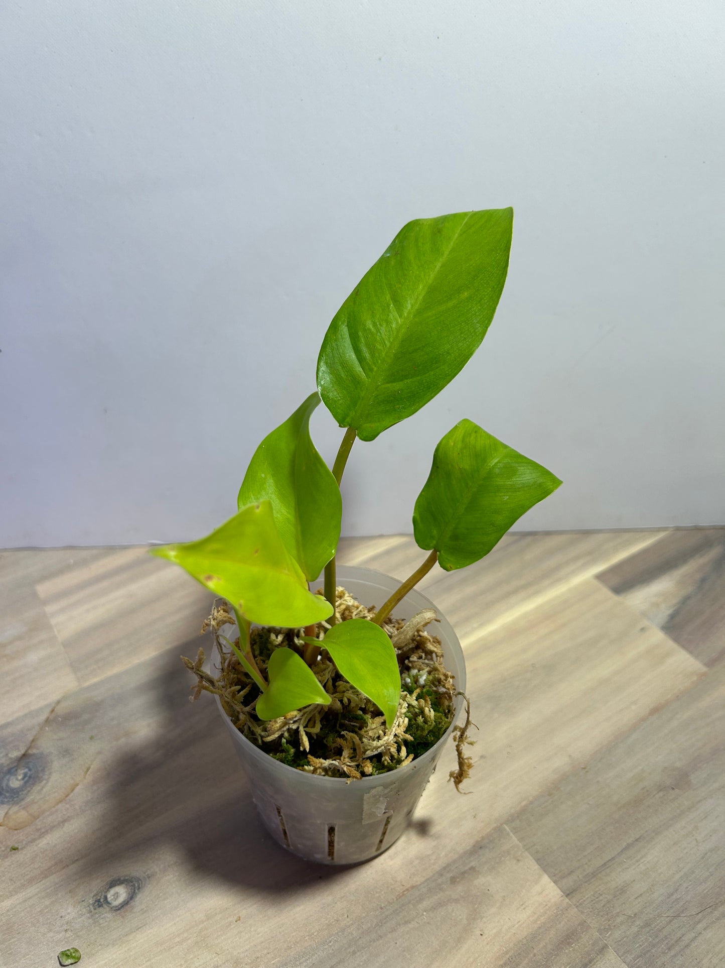 Philodendron “Lemon lime”