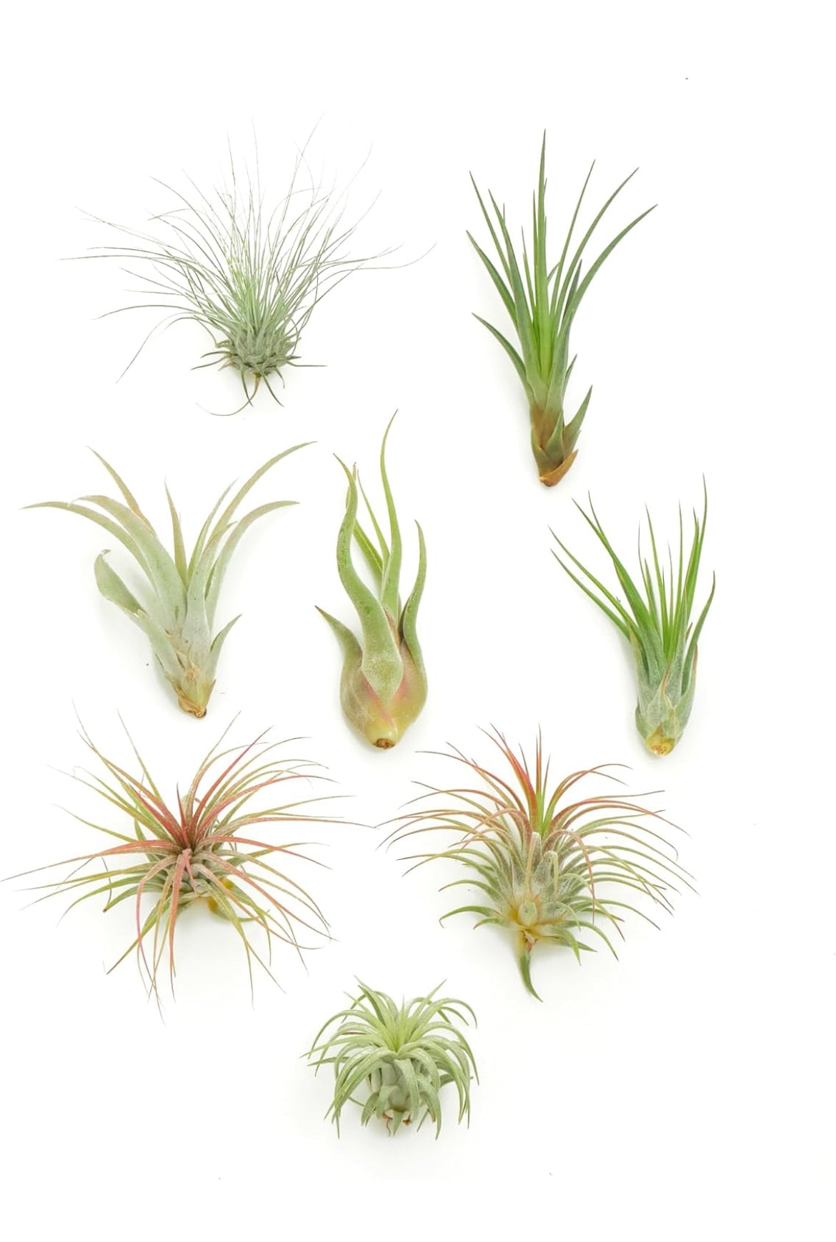 Tillandsia