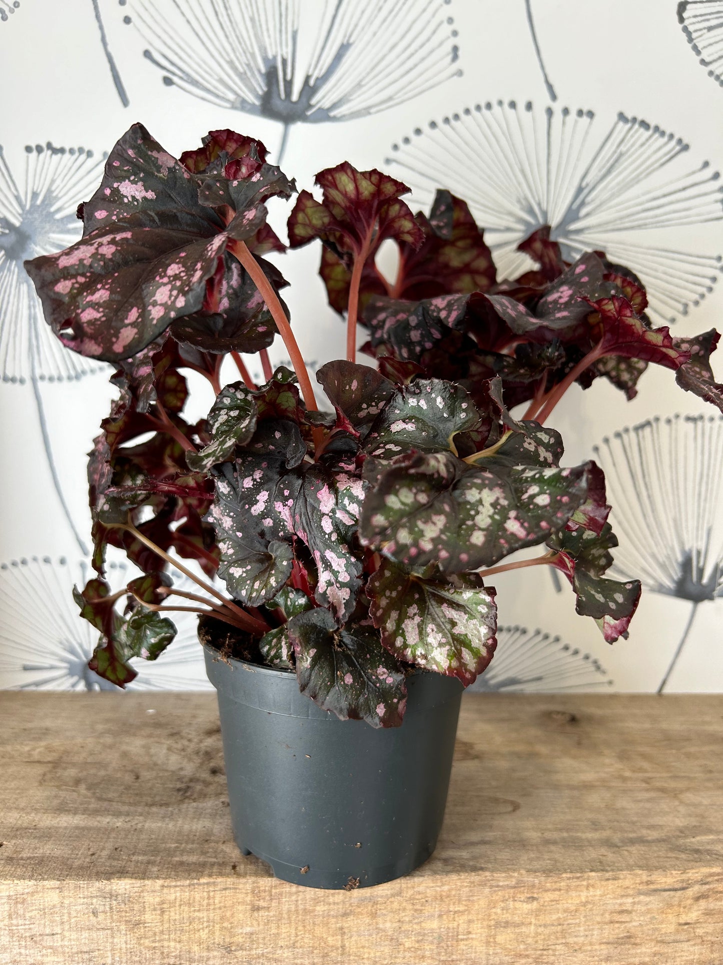 Begonia Rex 5"