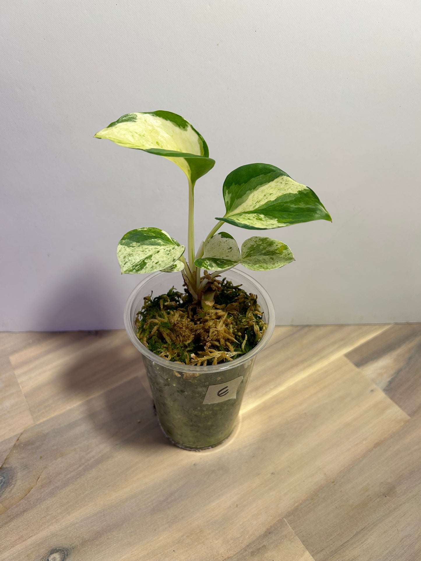 Manjula Pothos