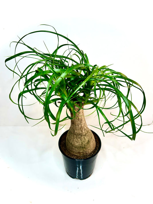 Beaucarnea Recurvata 5"