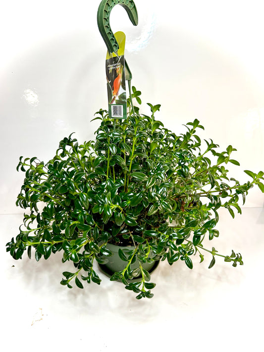 Hypocertha (goldfish plant) 6" HB