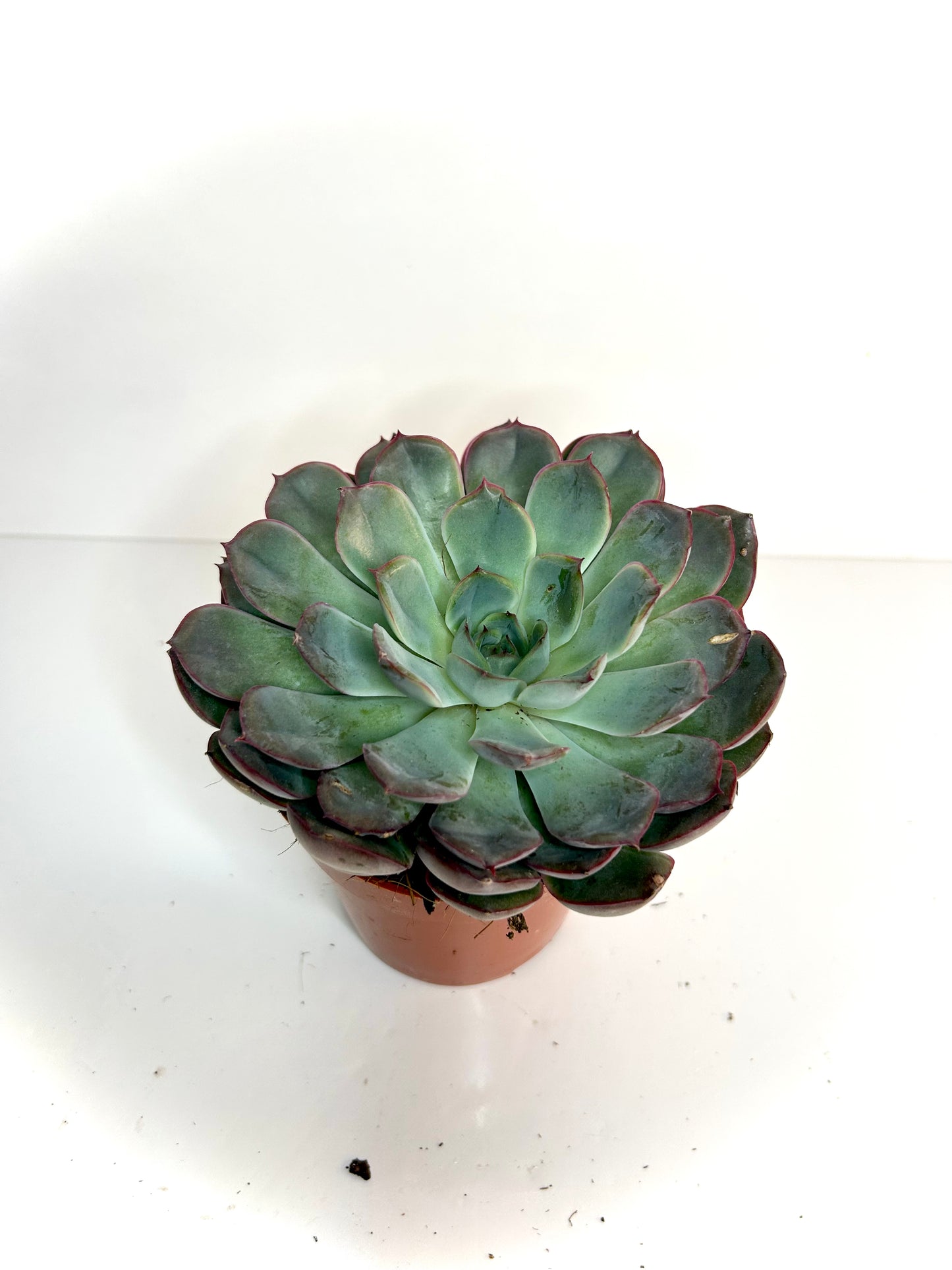 Echeveria 5"