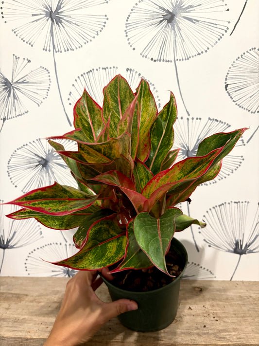 Aglaonema Rouge Creta 6"