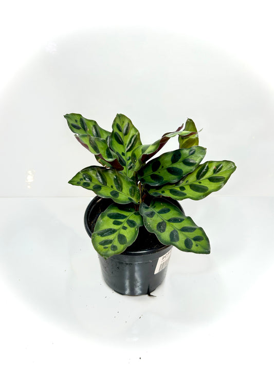 Calathea Lancifolia “Rattlesnake” 4"