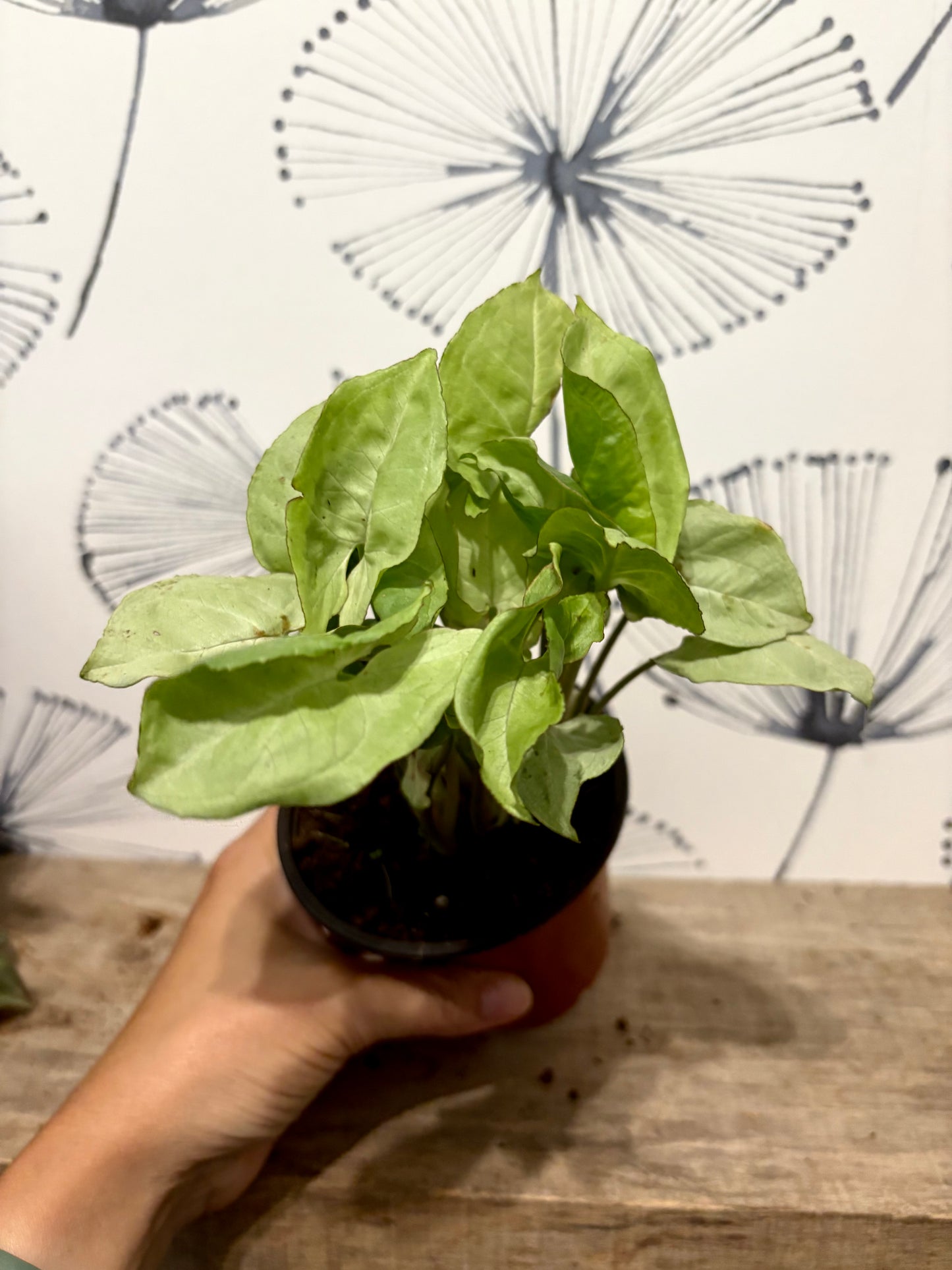 Syngonium podophyllum 4"