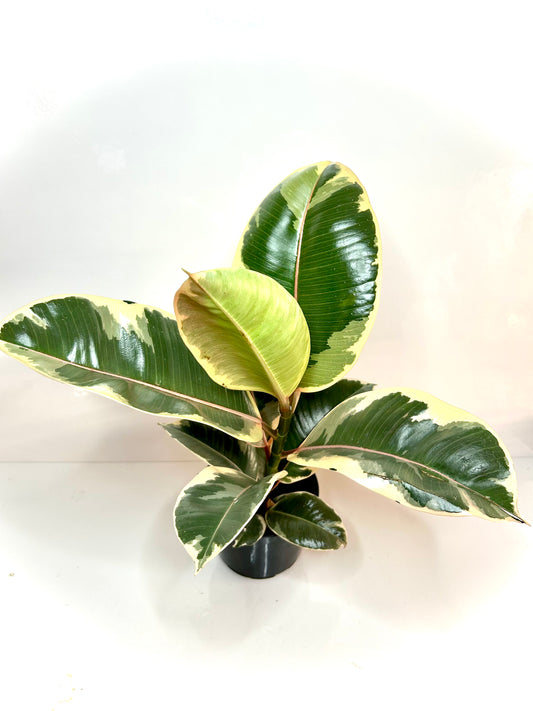 Ficus Tineke