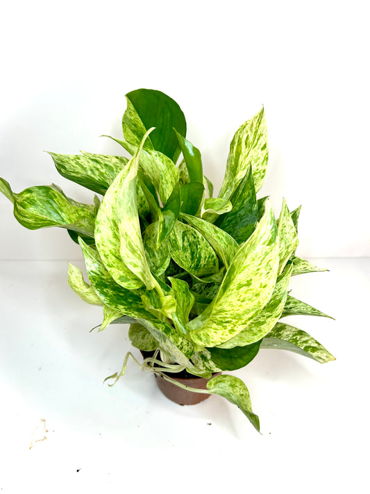 Pothos Marble Queen 4”