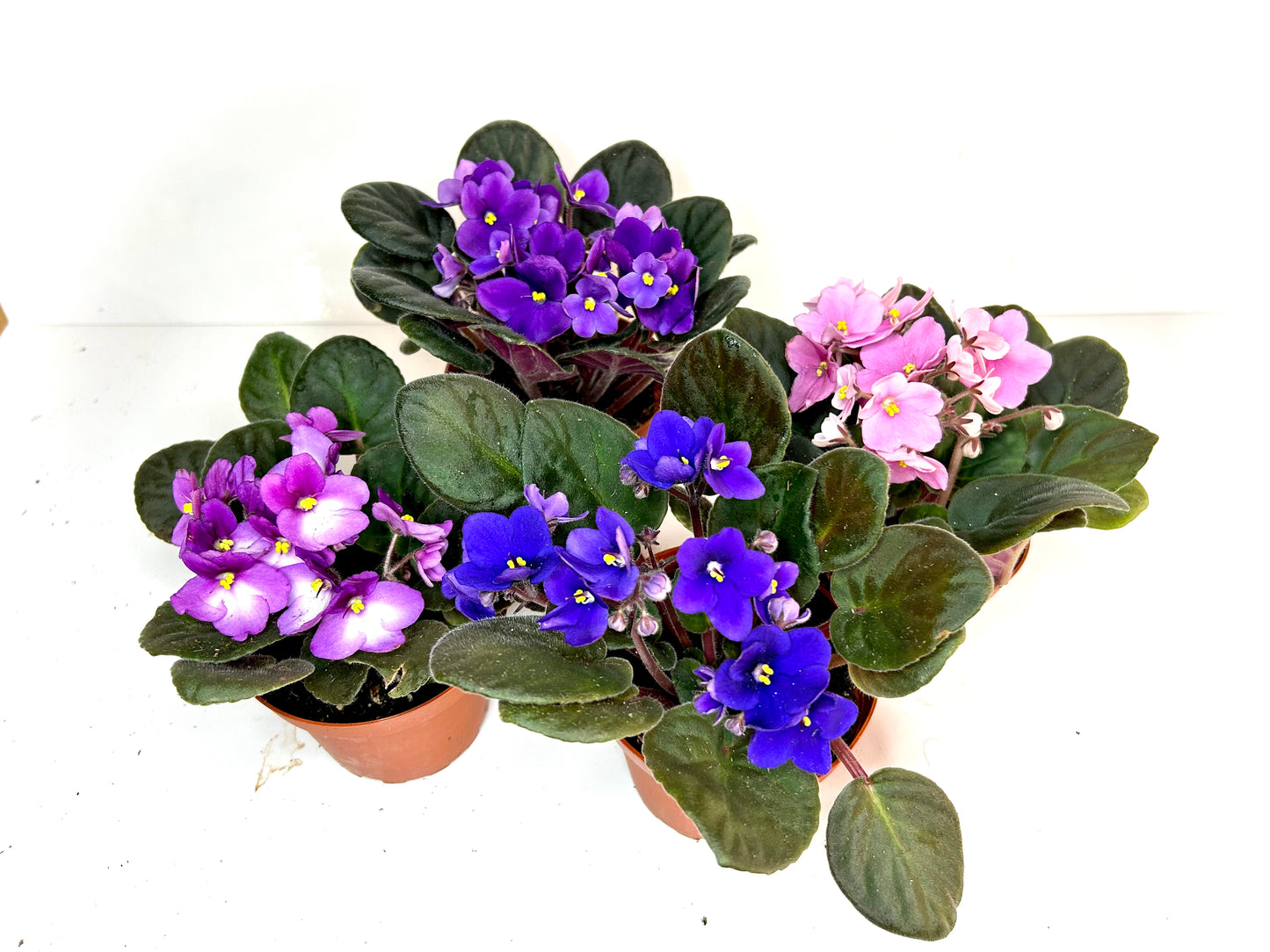 African Violet 4"