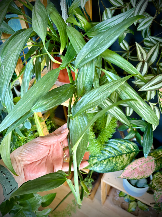 Epipremnum Amplissium “Silver Stripe” 6"