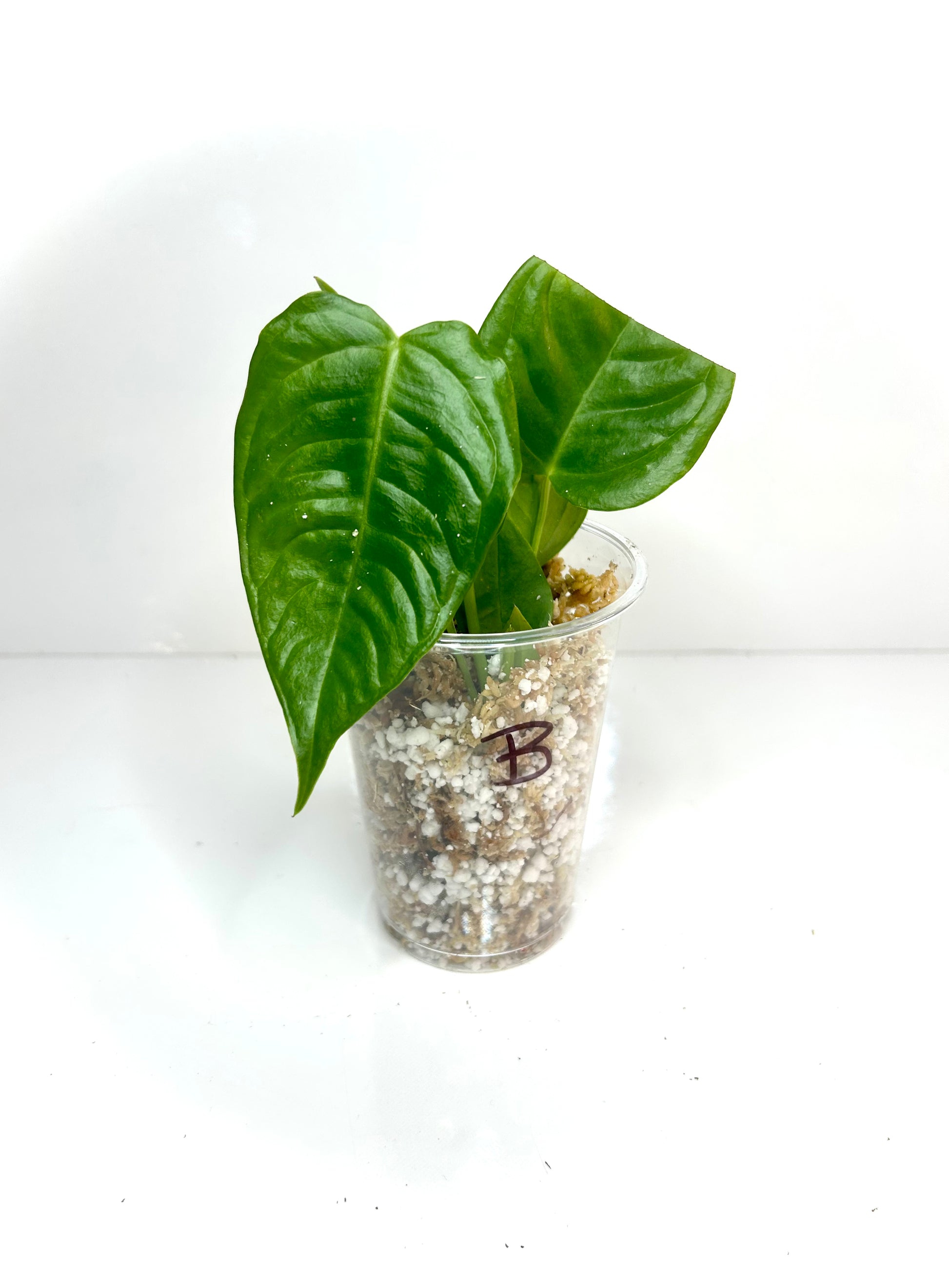 anthurium veitchii buy Anthurium Veitchii “King Anthurium” – Pousse-Pousses