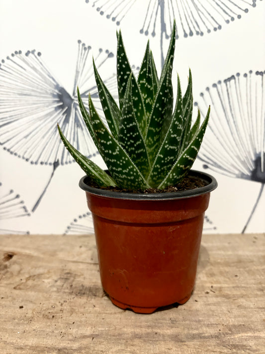 Haworthia 4" ass.