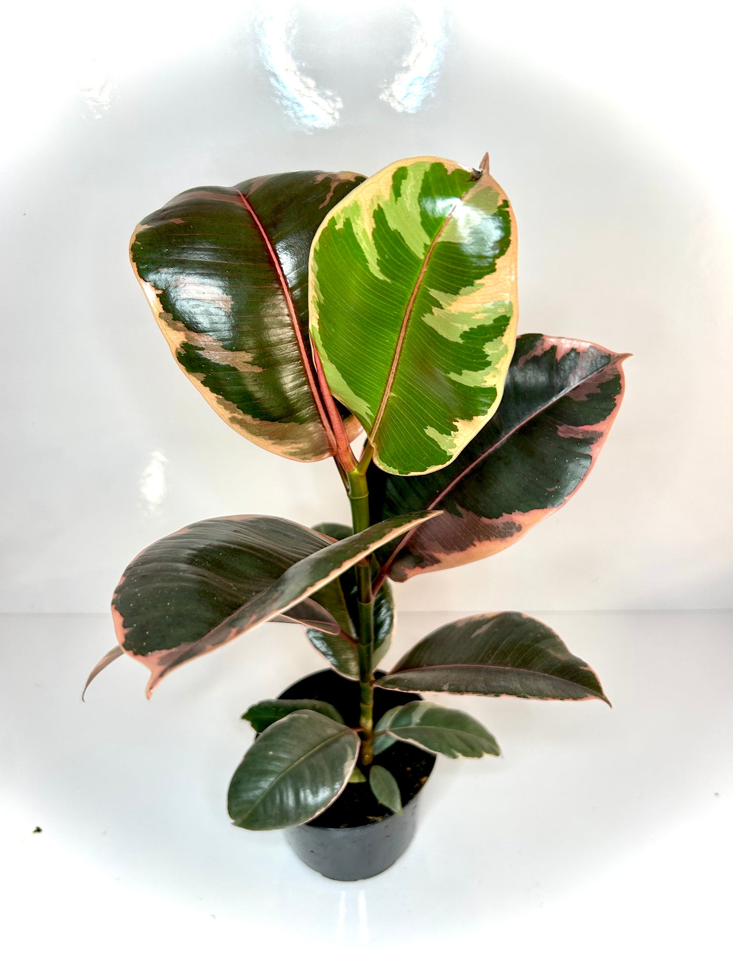 Ficus Elastica « Ruby » 5"