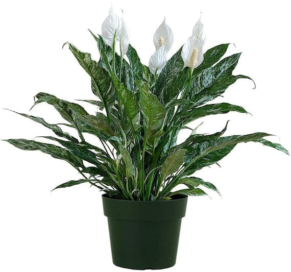 Spathiphyllum Domino 6"