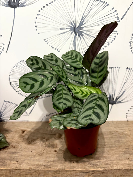 Ctenanthe Burle Marx 4"