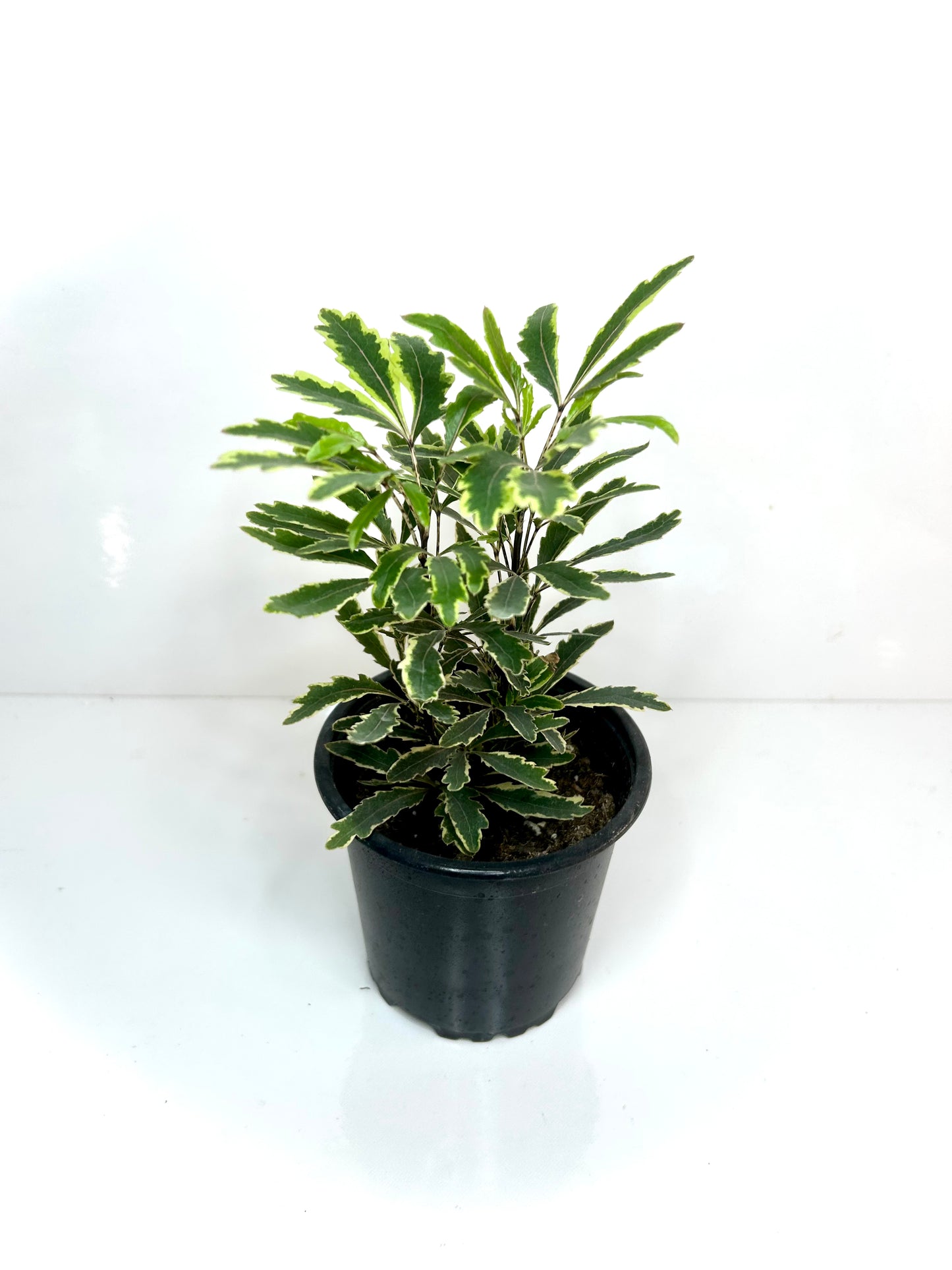 Schefflera Elegantissima “false aralia 4”