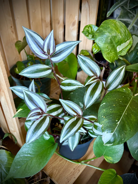 Tradescantia Zebrina 5"