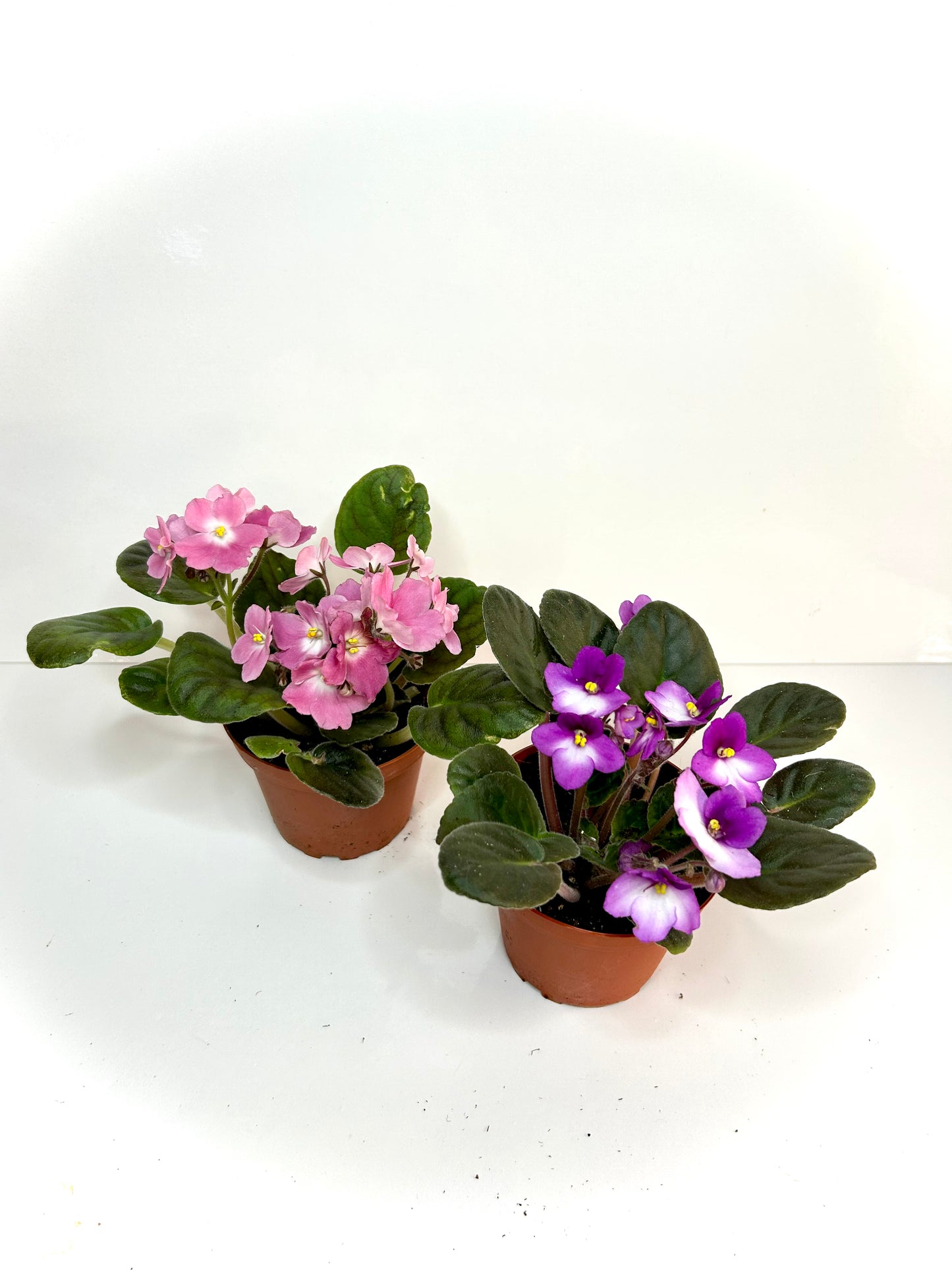 African Violet 4"