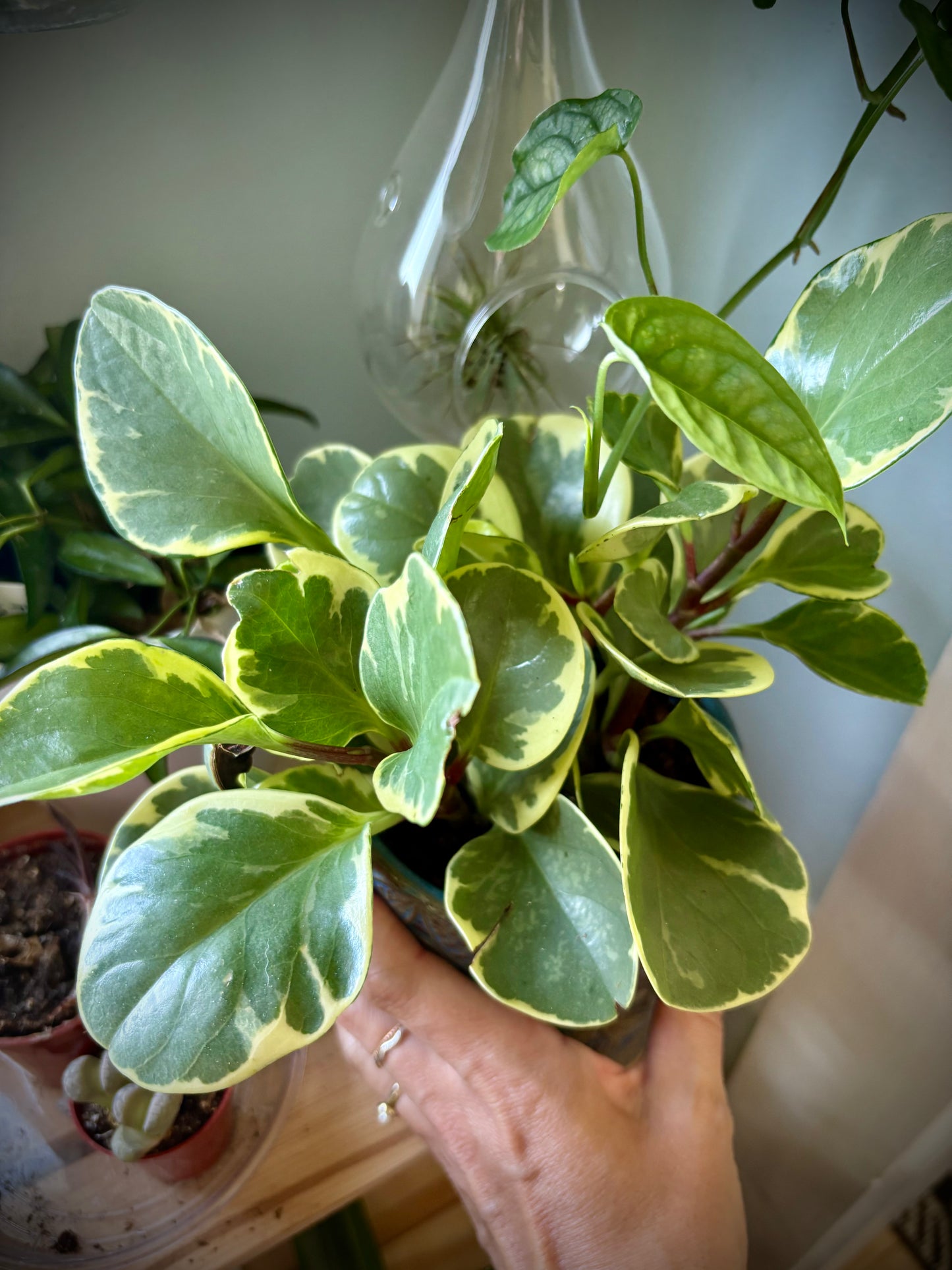 Peperomia 4"