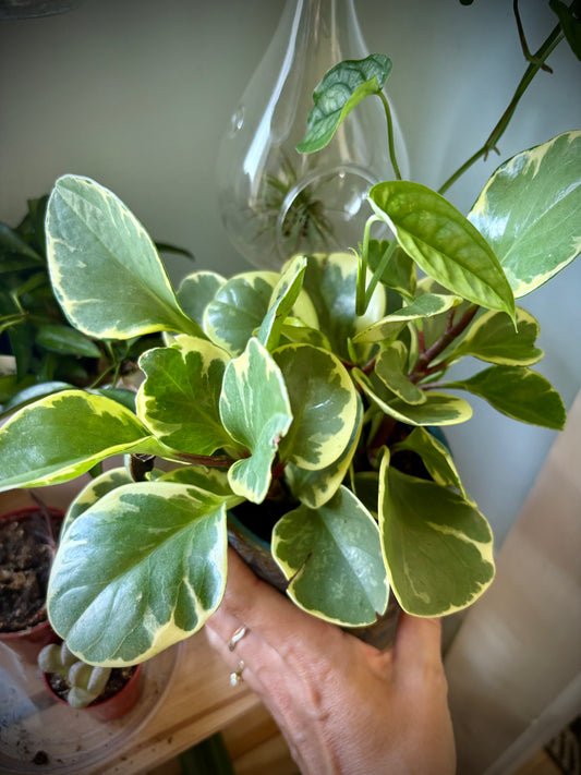 Peperomia 4"