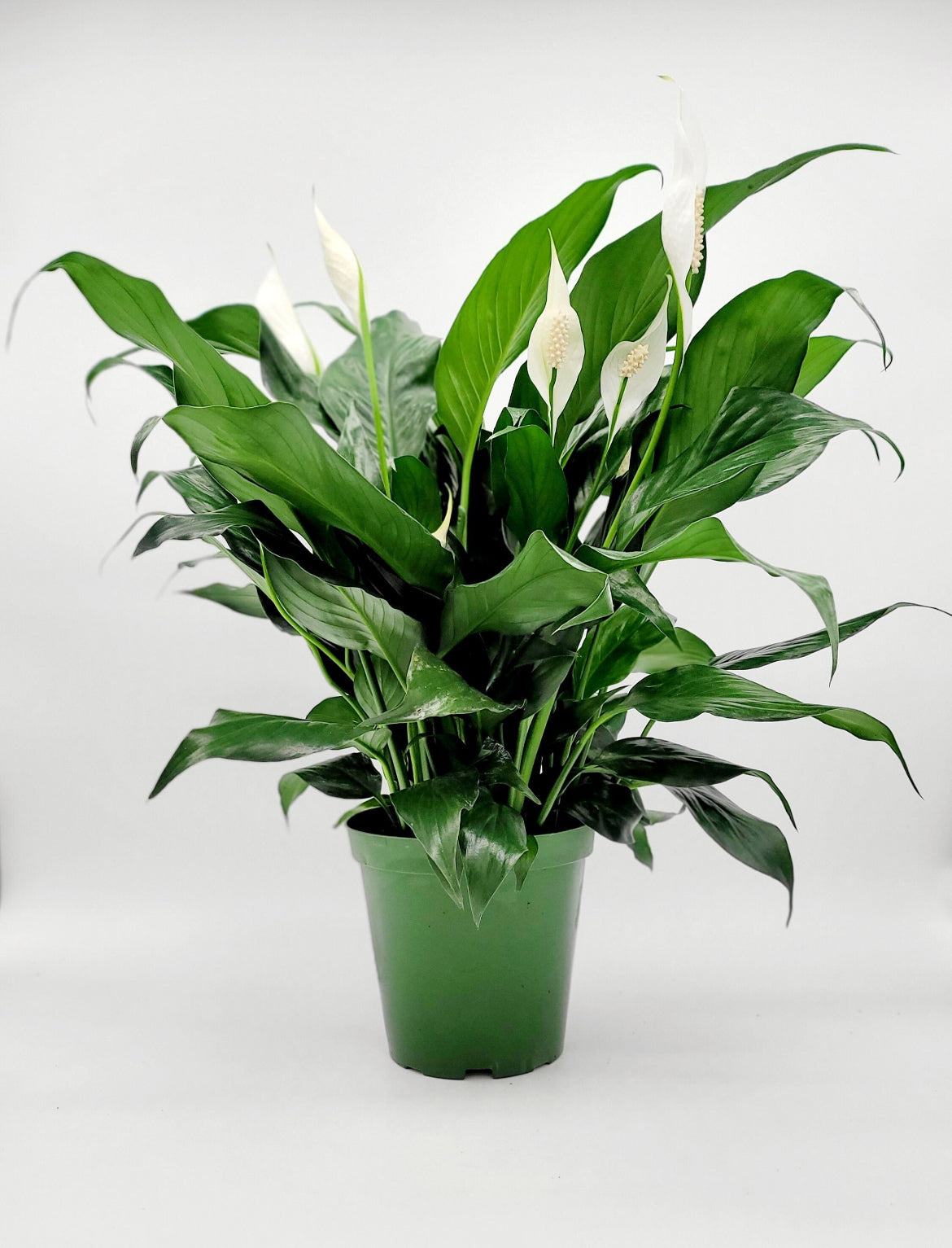 SpathIphyllum