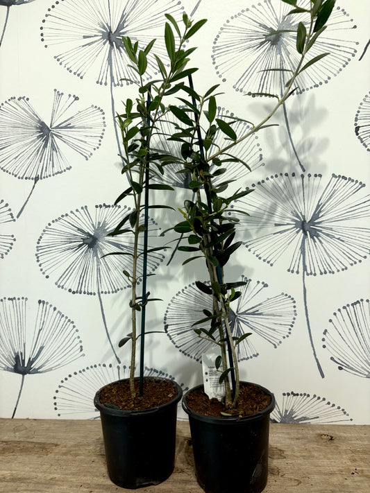 Olive tree 4"