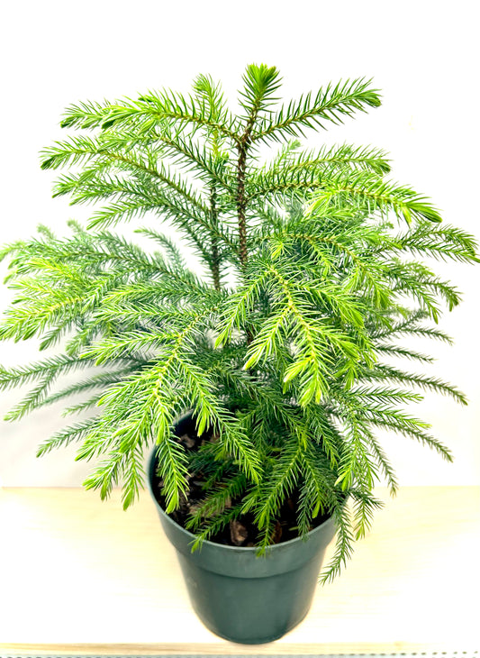 Norfolk pine