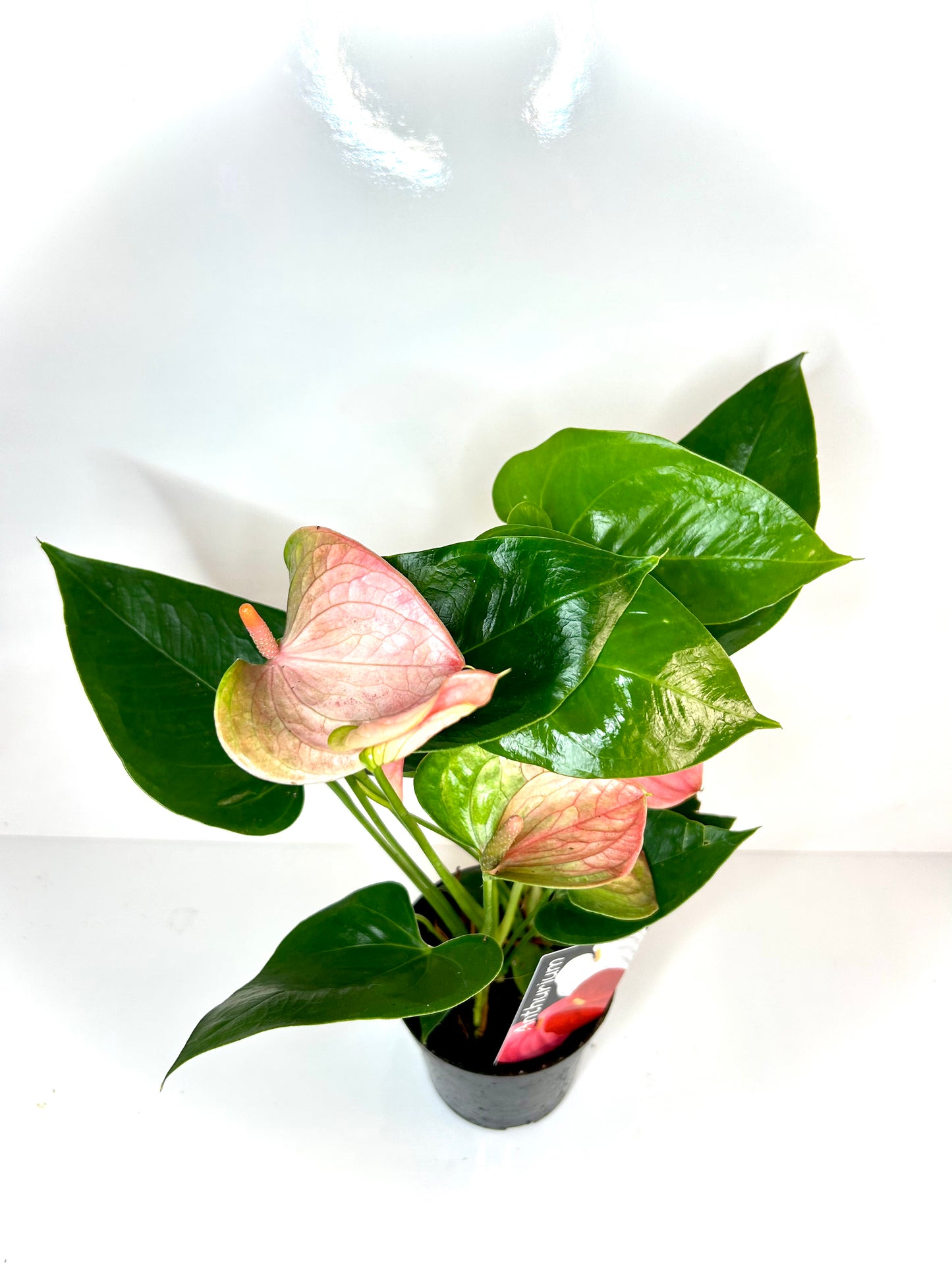 Anthurium 4 1/2"