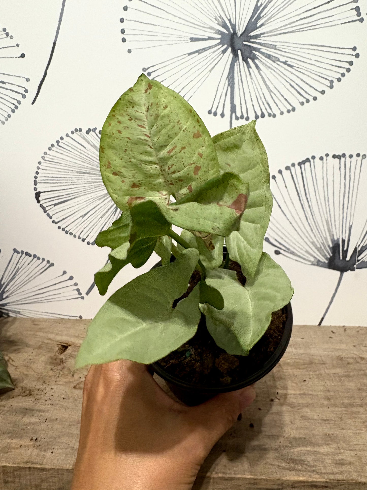 Syngonium podophyllum 4"
