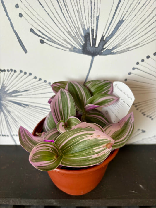 Tradescantia BubbleGum 4"