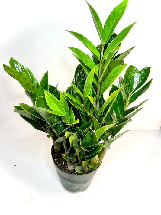 Zamioculcas Zamiifolia