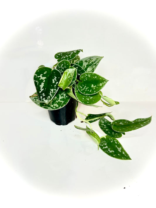 Scindapsus Pictus Argyraeus (Satin Pothos) 4"