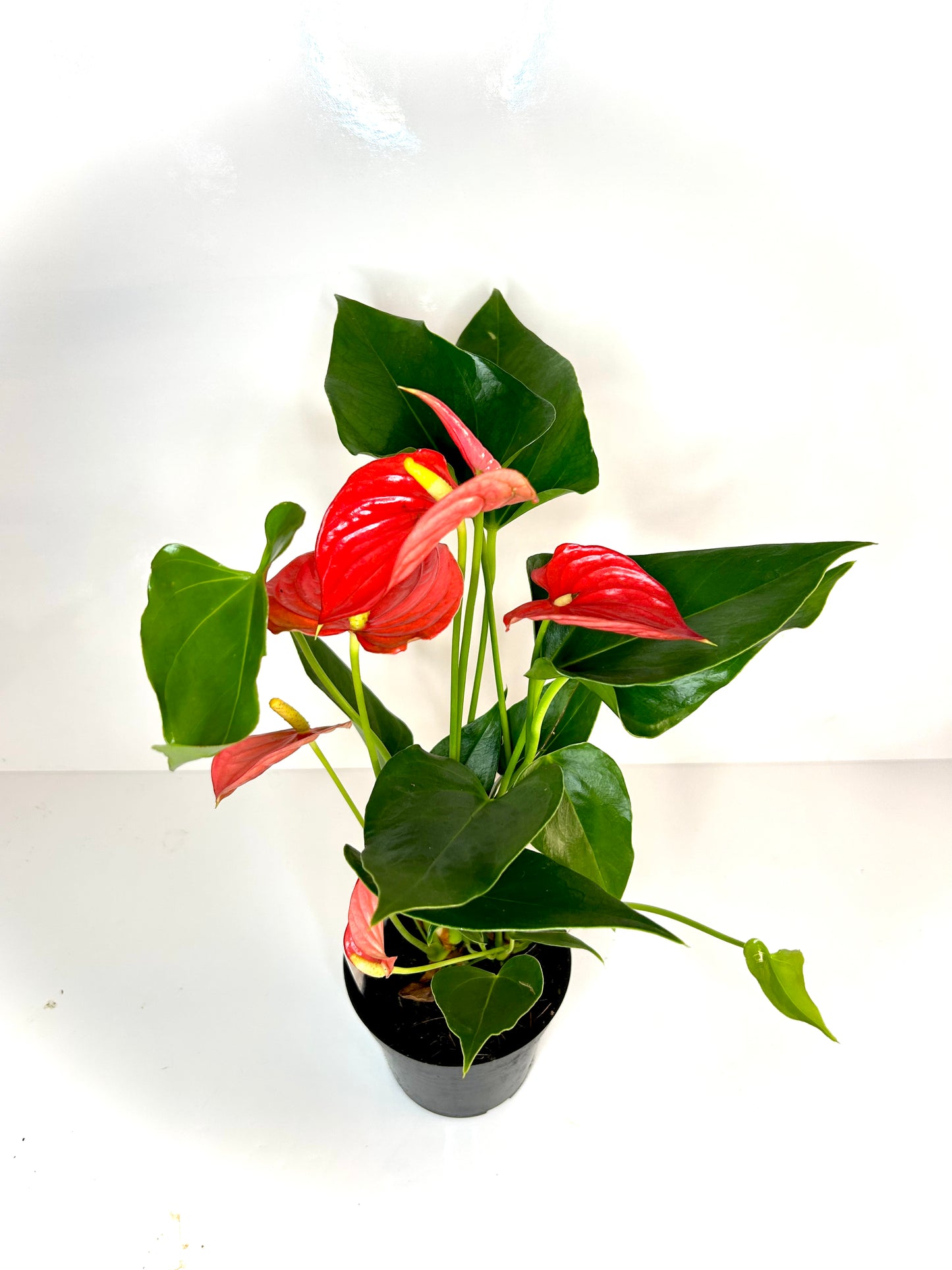 Anthurium 4 1/2"